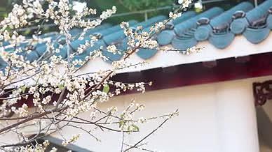 春天中式古典园林雪梅花花卉特写4K实拍视频的预览图